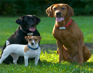 Wireless Dog Fence