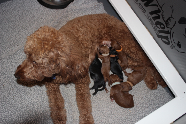 labradoodle breeder michigan