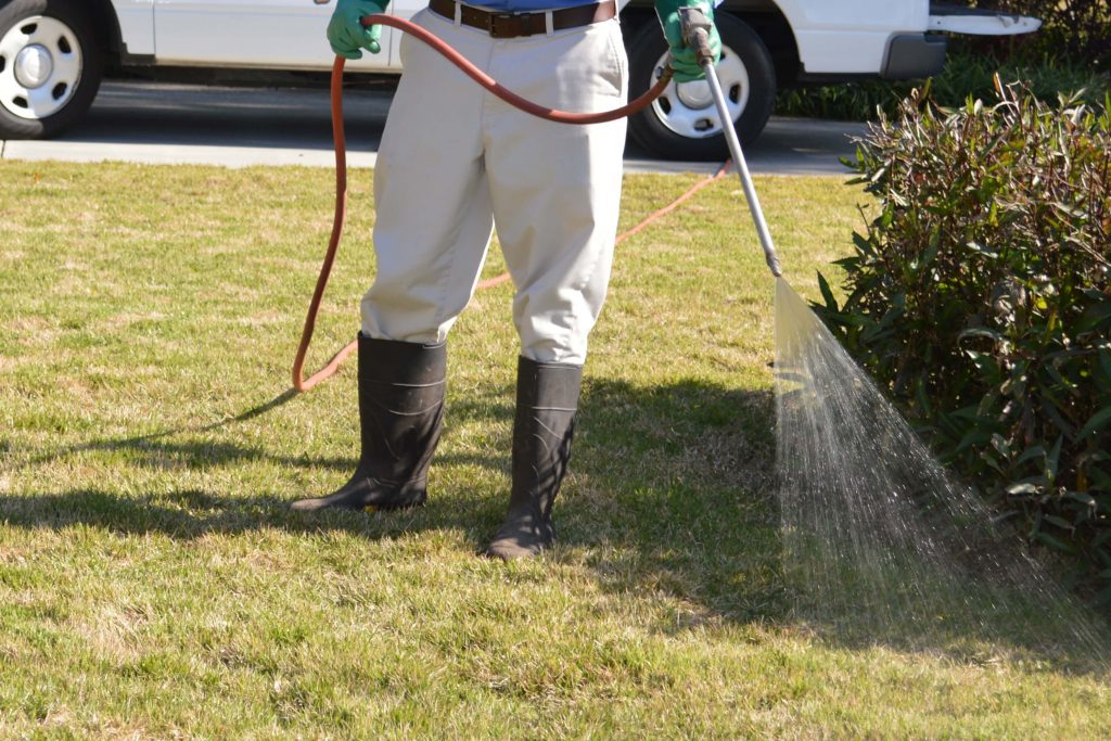 best pest control experts 