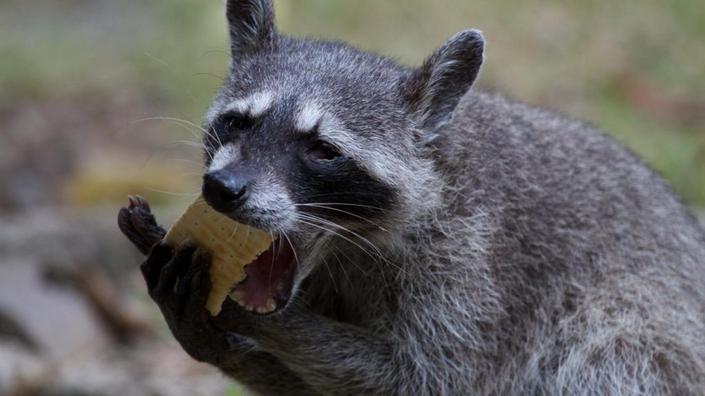 raccoons eat