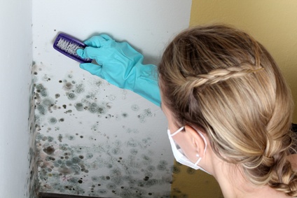 mold inspection